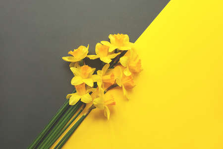 Beautiful bouquet of fresh daffodils on gray and yellow background. Simple holiday spring greeting card, invitation card. space for text, minimalistic composition.の写真素材