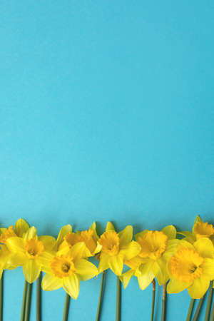 Bouquet of daffodils on blue background. Holiday greeting card, spring background. Flat lay, top view, copy space.の写真素材