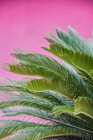 Palm Leaves on Pink Backgroundの写真素材