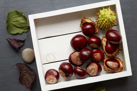 Various chestnuts and green capsules in a white wooden trayの写真素材