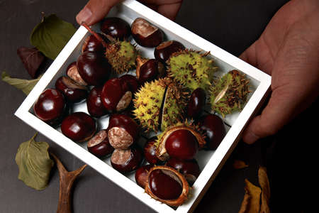 Various Chestnuts and Broken Capsules in Handheld White Trayの写真素材
