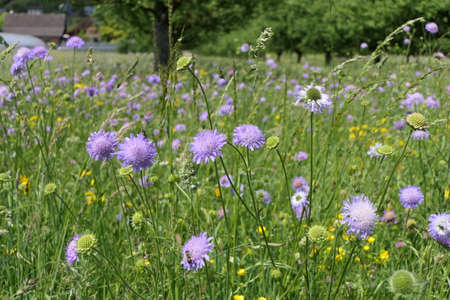 Cheerful meadow with bluebuttonsの写真素材