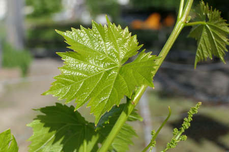Close up of a young grape leaf in early summerの写真素材