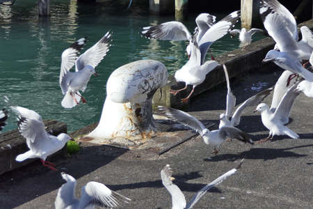 Group of seagulls flying around at the Auckland harbor also called Waitemata Harborの写真素材
