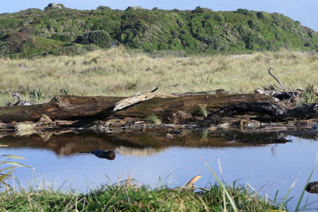 Mirror images in clear water of a lake in beautiful landscape on the west coast of New Zealandの写真素材