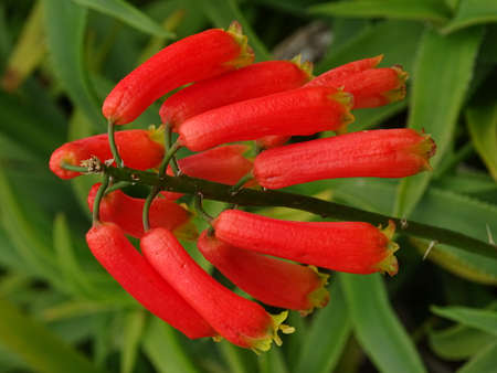 Eastern Cape, South Africa - beautiful red blossom of the aloe plicatilis plantの写真素材