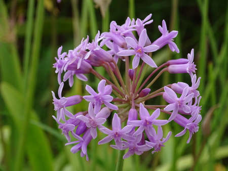 Magnificent violet blossom of the society garlic plantの写真素材