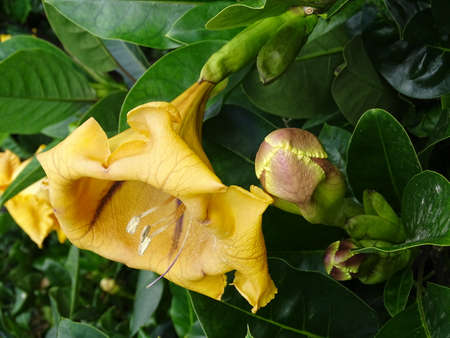 Close-up of a beautiful South American yellow flower called solandraの写真素材