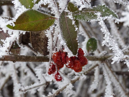 Close-up of frozen red berries on a branchの写真素材
