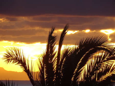 Beautiful silhouette of a palm tree at sunsetの写真素材