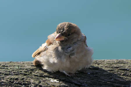Adorable young sparrow on a rock with the sea in the backgroundの写真素材