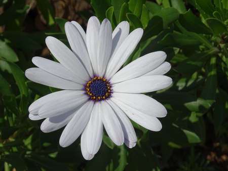 Macro shot of a white African daisyの写真素材