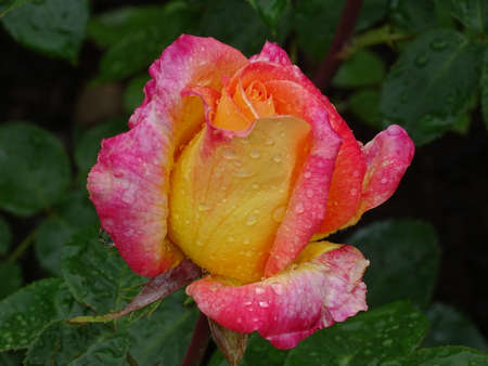 Close-up of a beautiful pink-yellow rose with water dropsの写真素材