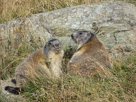 Two cute alpine marmots in the Swiss Alpsの写真素材