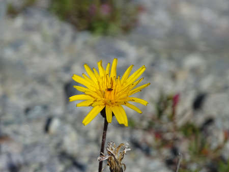 Close-up of a meadow salsify also called showy goat's-beard or meadow goat's-beard before a rocky backgroundの写真素材