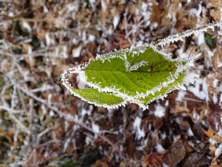 Close-up of a frozen green leafの写真素材