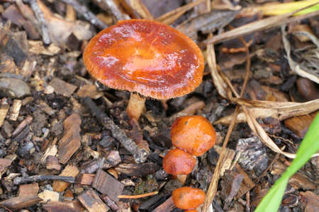Toadstool or mushroom that beautifies the forest with its orange colorの写真素材