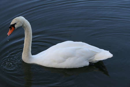 Graceful swan floating on a lakeの写真素材