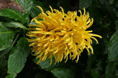 Close-up of a tropical yellow flower called justiciaの写真素材