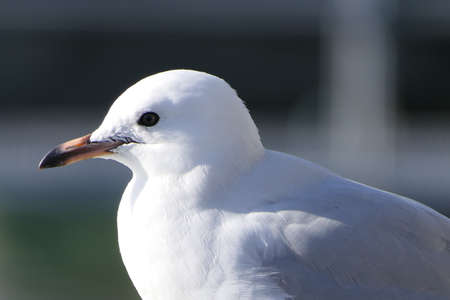Portrait of a female seagullの写真素材