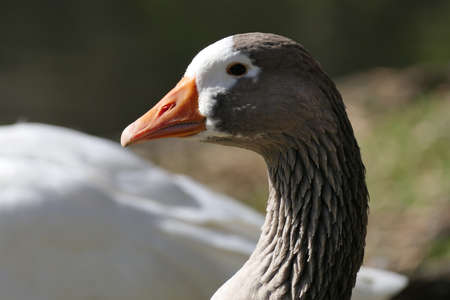 Head of a nice gooseの写真素材