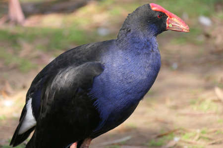 Close-up of an australasian swamphen or pukeko in a parkの写真素材