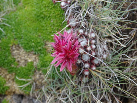A pink blossom of a houseleekの写真素材