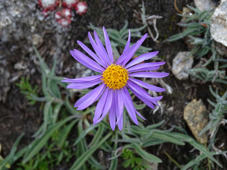 Close-up of a blooming purple flower called asterの写真素材
