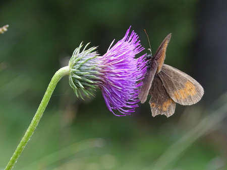 Close-up of a butterfly on a purple thistleの写真素材