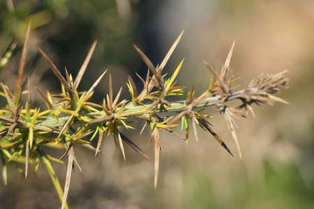 Close-up of a thorny and prickled plantの写真素材