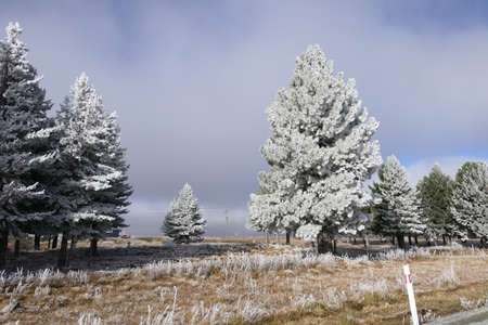 New Zealand winter - snowy trees in a magical lightの写真素材