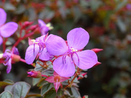 Close-up of the pink blossom of a rhododendron plantの写真素材