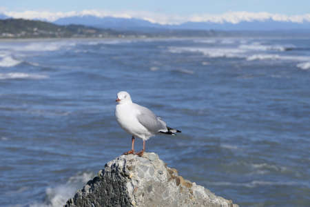 Seagull standing on a rock with the sea and snow covered mountains in the backgroundの写真素材