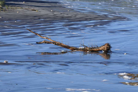 Beautiful reflection of a dead tree or trunk on a New Zealand coast at low tideの写真素材