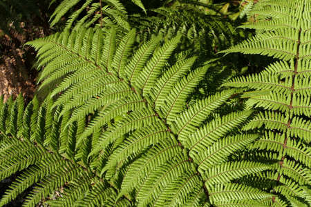 Close-up of green sunlit fern leavesの写真素材