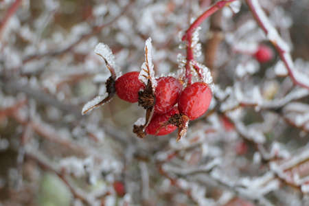 Close-up of red berries or rowans covered with ice on a frosty winter dayの写真素材