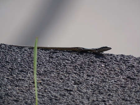 Artistic closeup common wall lizard or podarcis muralis on a stone or rock catching some sunの写真素材