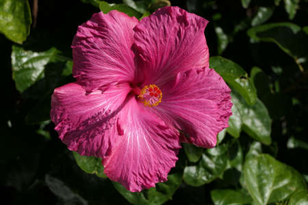 Closeup pink hibiscus blossom in gardenの写真素材