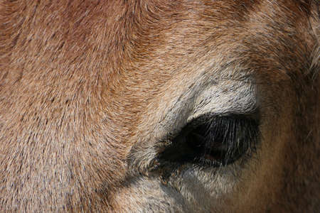 Closeup eye of a beautiful brown cowの写真素材