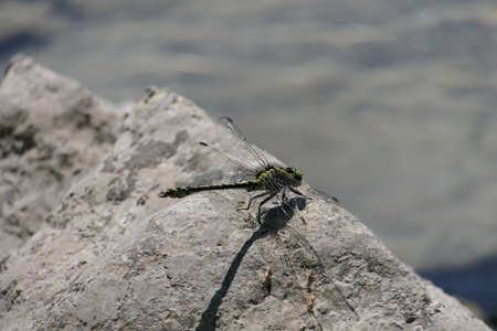 Closeup dragonfly or damselfly on a stone at a riverの写真素材