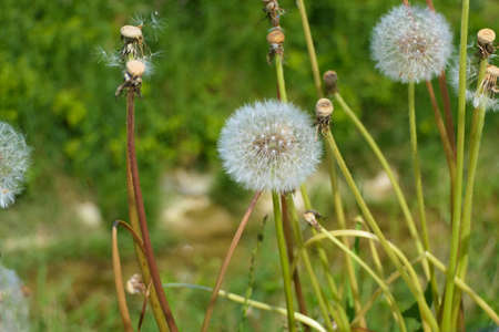 Dandelion seed heads or blowballs on a summer meadow in different stagesの写真素材