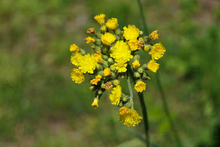 Closeup blooming yellow hawkweed or pilosella caespitosa from above in early summer on a fieldの写真素材