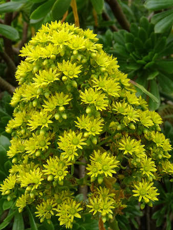 Closeup branch of yellow blooming aeonium or tree houseleek bush blossomsの写真素材
