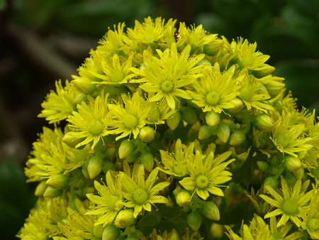 Macro shot of yellow full-blown aeonium or tree houseleek blossomsの写真素材