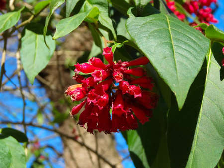 Closeup bright colorful exotic red blossom on a treeの写真素材