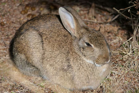 Closeup cute fluffy snoozing brown hare, rabbit or lepus europaeus sitting on the forest groundの写真素材