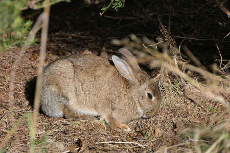 Closeup cute brown hare, rabbit or lepus europaeus in the wild in the woods in winterの写真素材