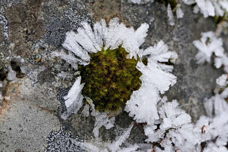Closeup ice crystals on green moss on a stoneの写真素材
