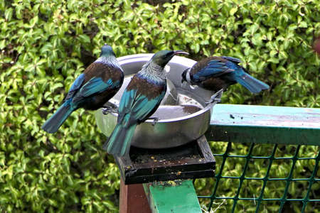 Three colorful native tui birds in New Zealand perched and eating nectar or honey from a bowl in a gardenの写真素材