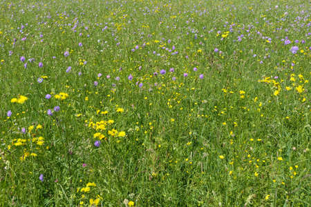 Cheerful fresh summer meadow with green grass yellow and purple flowersの写真素材